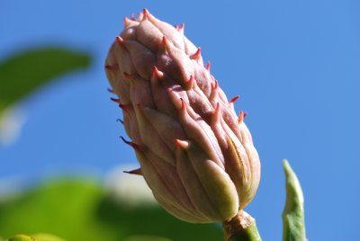 Magnolia tripetala - šácholan tříplátečný - plod (šách)